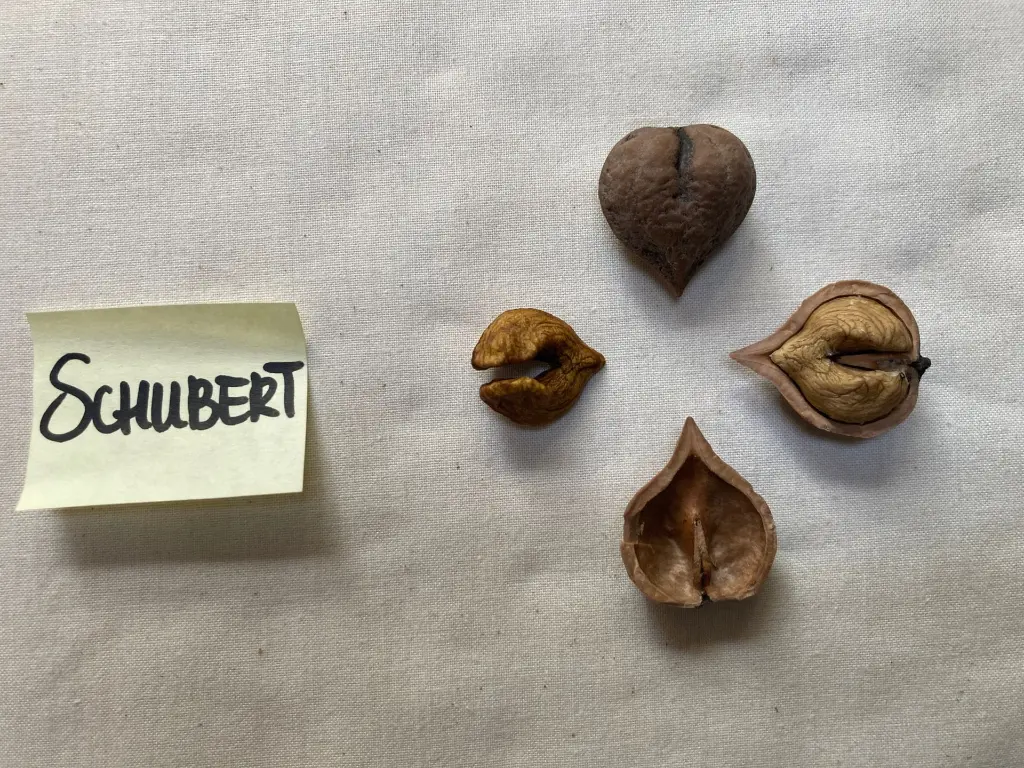 Schubert 2025.02.webp
