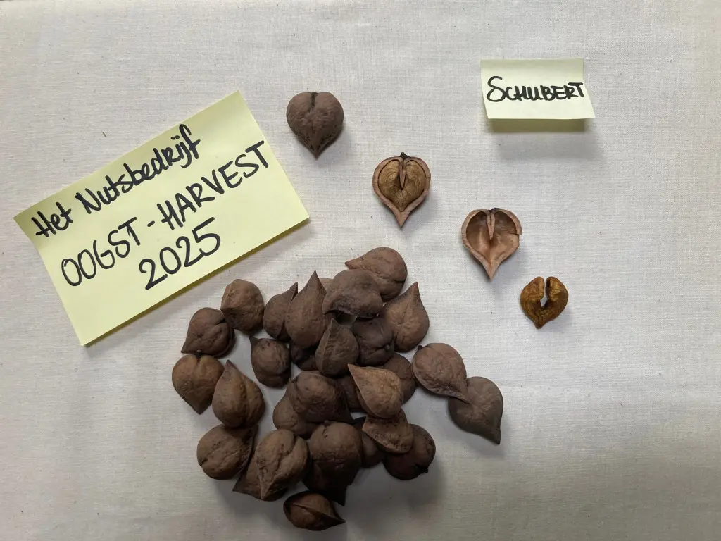 Schubert 2025.01.webp