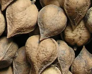 Heartnut "Schubert" 
