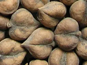 Heartnut "Campbell CW4"