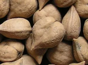 Hartnoot "Campbell CW1"  