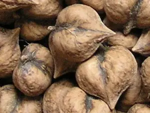 Hartnoot "Imshu" 2025 