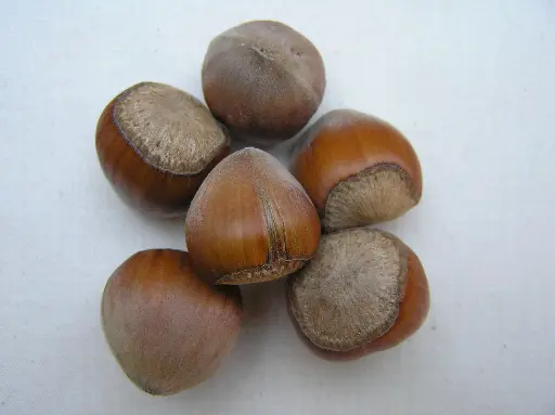 Hazelnut "Hall's Giant"
