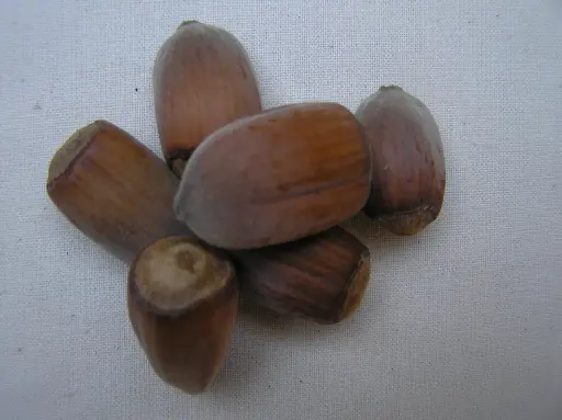 Hazelnut "White Filbert"